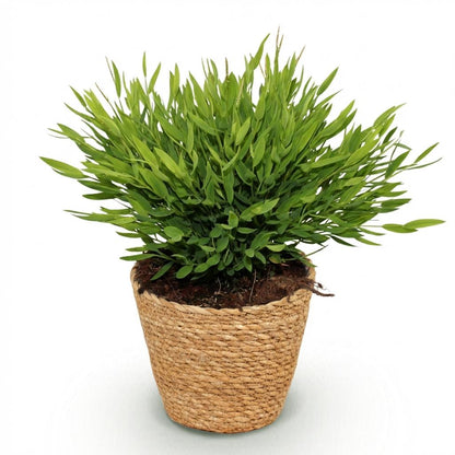 Kamerplant - Pogonatherum paniceum 'Monica' - Bamboegras - Pot Ø 12cm Hoogte ↕ 20cm