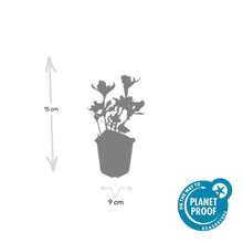Buitenplant 48x Pachysandra terminalis 'Variegata' - Bladhoudend - Pot Ø 9cm Hoogte ↕ 10-25cm