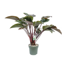 XL kamerplant - Philodendron Red Beauty - Pot Ø 30cm Hoogte ↕ 110cm