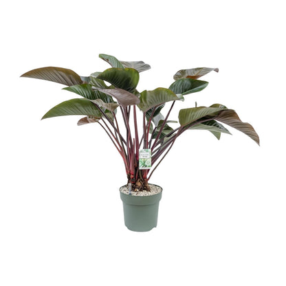 XL kamerplant - Philodendron Red Beauty - Pot Ø 30cm Hoogte ↕ 110cm