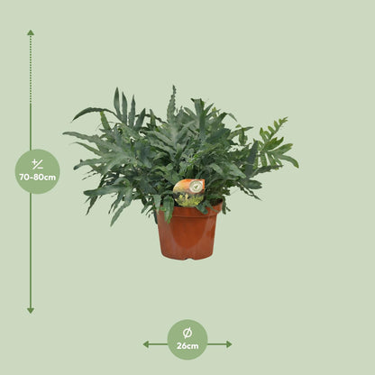 Kamerplant - Phlebodium Blue Star - Pot Ø 26cm Hoogte ↕ 80cm