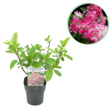 Buitenplant - Hydrangea paniculata 'Pink Diamond' - Bloeiend - Pot Ø 17cm Hoogte ↕ 50cm