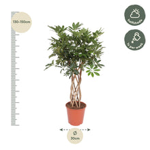 XL Kamerplant - Schefflera Arboricola Compacta Gevlochten Stam - Pot Ø 30cm Hoogte ↕ 130cm