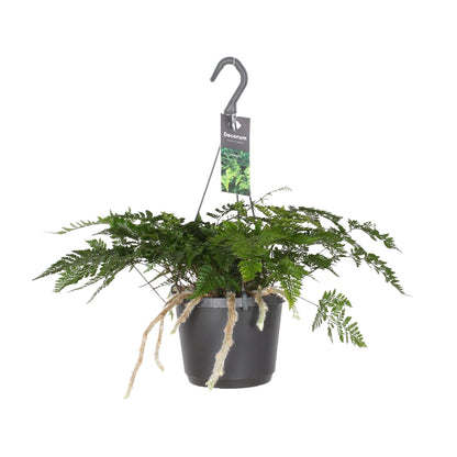 Kamerplant - Humata Tyermannii - Pot Ø 17cm Hoogte ↕ 20cm