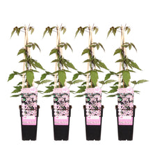 Buitenplant 4x Clematis Montana 'Fragrant Spring' - Klimplant - Pot Ø 15cm Hoogte ↕ 65cm