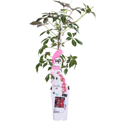 Buitenplant - Parthenocissus henryana - Chinese Wilde Wingerd - Pot Ø 15cm Hoogte ↕ 65cm