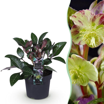 Buitenplant - Helleborus lividus 'Purple Marble' - Groenblijvend - Pot Ø 14cm Hoogte ↕ 35cm
