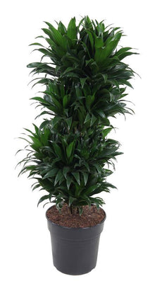Kamerplant - Dracaena Compacta Vertakt - Pot Ø 27cm Hoogte ↕ 100cm