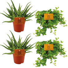 Kamerplant 4x Aloe Spider + Peperomia Rotundifolia - Pot Ø 10.5cm Hoogte ↕ 10cm