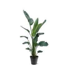 XL plant - Strelitzia Nicolai - Pot Ø 34-45cm Hoogte ↕ 190-225cm