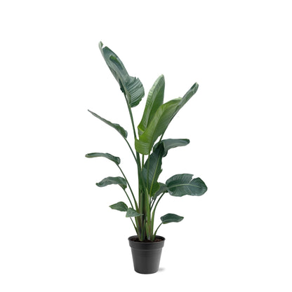 Kamerplant - Strelitzia Nicolai - Hoogte ↕ 35-250cm