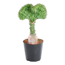 Kamerplant - Euphorbia lactea Cristata groen - Pot Ø 12cm Hoogte ↕ 35cm
