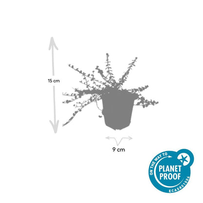 Buitenplant 6x Euonymus fort. 'Minimus' - Bladhoudend - Pot Ø 9cm Hoogte ↕ 10-25cm