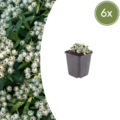 Buitenplant 6x Anaphalis triplinervis - Pot Ø 9cm Hoogte ↕ 10-25cm