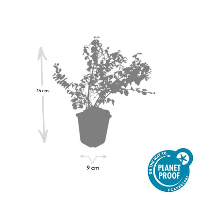 Buitenplant 6x Symphoricarpos chenaultii 'Hancock' - Pot Ø 9cm Hoogte ↕ 10-25cm