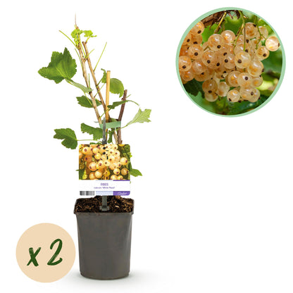 Buitenplant 2x Ribes rubrum 'White Pearl' - Aalbes - Pot Ø 11cm Hoogte ↕ 40cm