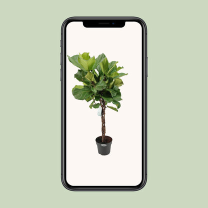 Kamerplant - Ficus Lyrata - Pot Ø 27cm Hoogte ↕ 130cm