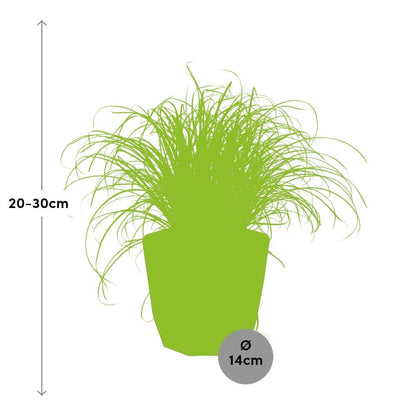 Kamerplant - Cyperus Alternifolius 'Zumula' - Pot Ø 14cm