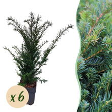 Buitenplant 6x Taxus baccata - Haagplant - Pot Ø 17cm Hoogte ↕ 60cm