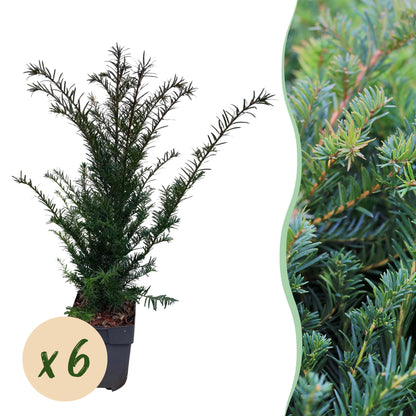 Buitenplant 6x Taxus baccata - Haagplant - Pot Ø 17cm Hoogte ↕ 60cm