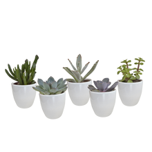 Kamerplant 5x Vetplanten mix - in witte pot - Pot Ø 5.5cm