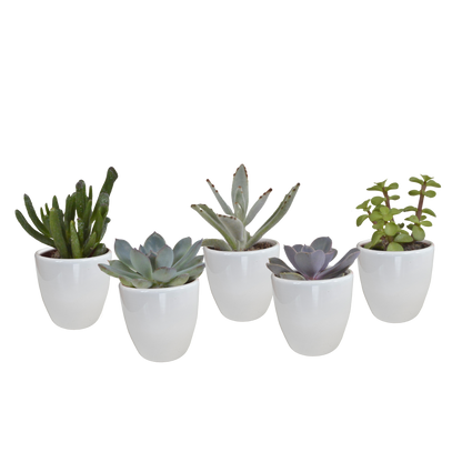 Kamerplant 5x Vetplanten mix - in witte pot - Pot Ø 5.5cm