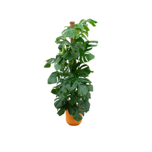 XL plant - Monstera Pertusa - inclusief pot Ø26cm Hoogte ↕ 150cm