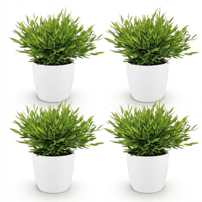 Kamerplant 4x Pogonatherum Monica - Huisdiervriendelijk - Pot Ø 12cm Hoogte ↕ 20cm