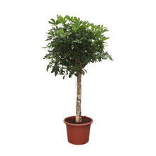 XL Kamerplant - Schefflera Arboricola Compacta - Pot Ø 35cm Hoogte ↕ 180cm