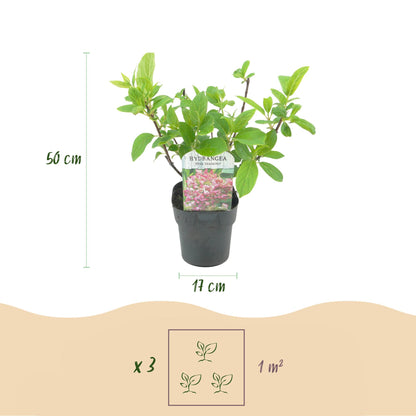 Buitenplant - Hydrangea paniculata 'Pink Diamond' - Bloeiend - Pot Ø 17cm Hoogte ↕ 50cm