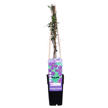 Buitenplant 4x Clematis Viticella 'Polish Spirit' - Bloeiend - Pot Ø 15cm Hoogte ↕ 65cm