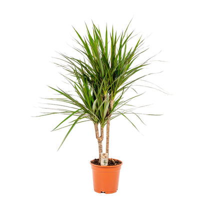Kamerplant - Dracaena Marginata - Pot Ø 17cm Hoogte ↕ 90cm
