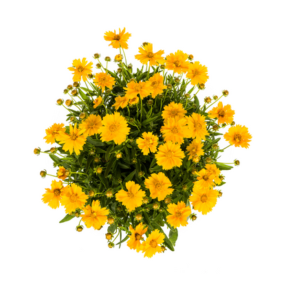 Buitenplant - Coreopsis Grandiflora - Bloeiend - Pot Ø 19cm Hoogte ↕ 50-60cm
