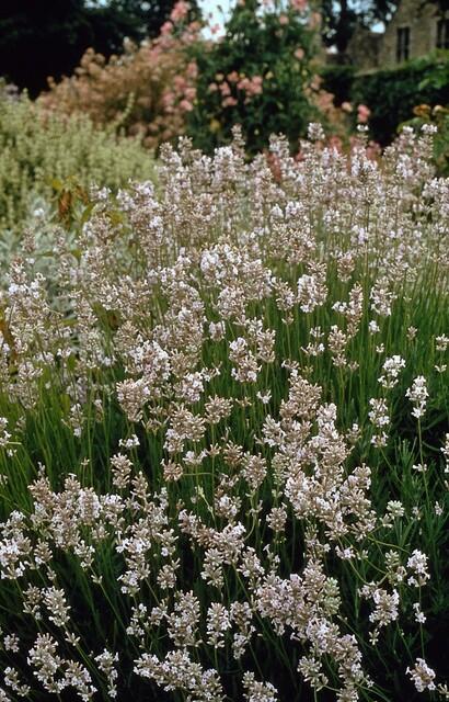 Buitenplant 48x Lavandula int. 'Edelweiss' - Bloeiend - Pot Ø 9cm Hoogte ↕ 10-25cm