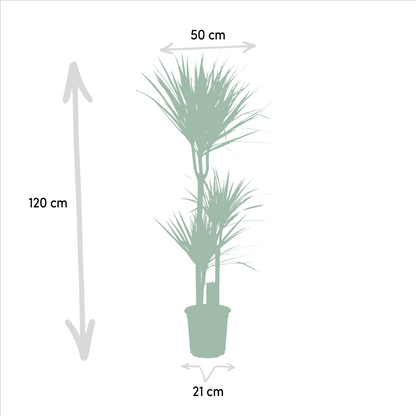 Kamerplant - Dracaena combi - Pot Ø 21cm Hoogte ↕ 120cm