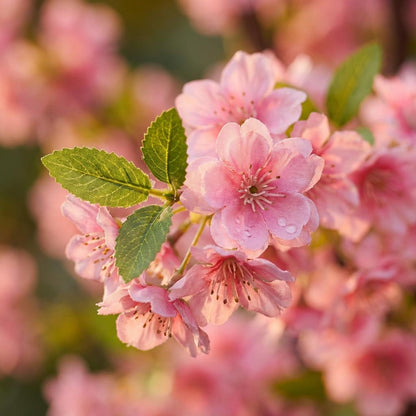 Kunstplant - Prunus Kersenbloesem Roze - Hoogte 175cm