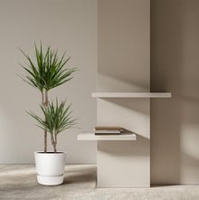 Kamerplant - Dracaena Marginata - Pot Ø 19cm Hoogte ↕ 100cm