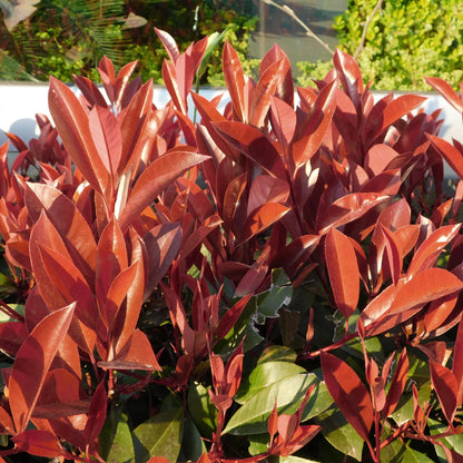 Buitenplant - Photinia fraseri 'Little Red Robin' op Stam - Winterhard - Pot Ø 19cm Hoogte ↕ 90cm