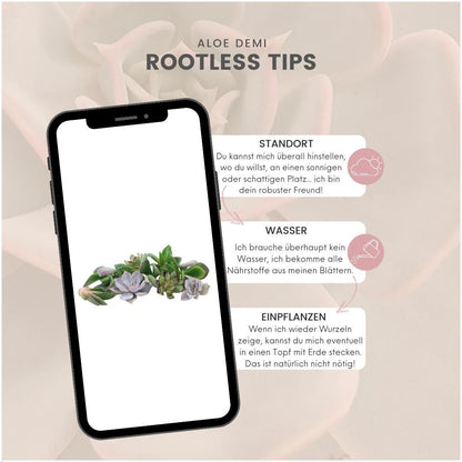 Kamerplant - Echeveria Mini Mix Box - Zonder Wortels