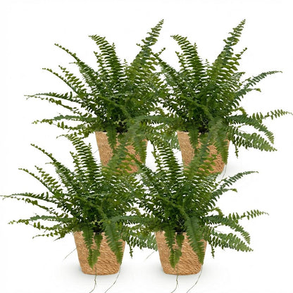 Kamerplant 4x Nephrolepis exaltata Green Lady - Varen - Pot Ø 12cm Hoogte ↕ 25cm