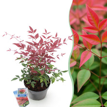 Buitenplant - Nandina Obsessed - Groenblijvend - Pot Ø 17cm Hoogte ↕ 45cm