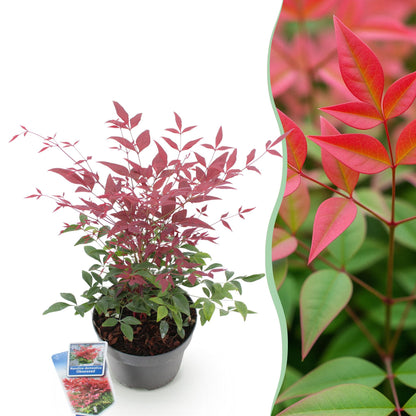 Buitenplant - Nandina Obsessed - Groenblijvend - Pot Ø 17cm Hoogte ↕ 45cm