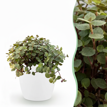 Kamerplant - Callisia repens - Pot Ø 12cm Hoogte ↕ 17-20cm