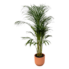 XL kamerplant - Areca Palm - Pot Ø 21cm Hoogte ↕ 110cm