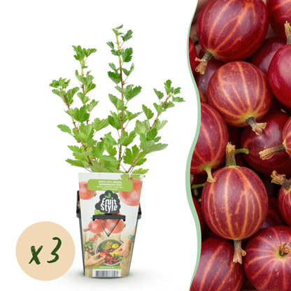 Buitenplant 3x Ribes uva-crispa 'Hinnonmaki Röd' - Winterhard - Fruitplant - Pot Ø 9cm Hoogte ↕ 30-60cm
