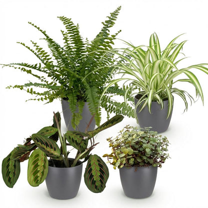 Kamerplant - Mix van 4 Huisdiervriendelijke Planten (Chlorophytum, Maranta, Callisia, Nephrolepis) - Pot Ø 12cm Hoogte ↕ 25cm