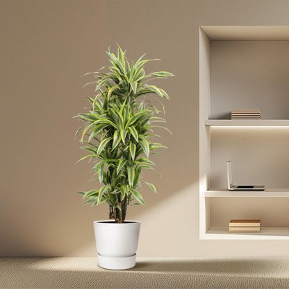 XL kamerplant - Dracaena Lemon Lime - Luchtzuiverend - Pot Ø 30cm Hoogte ↕ 150cm