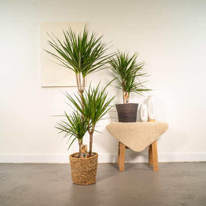 Kamerplant - Dracaena combi - Pot Ø 21cm Hoogte ↕ 120cm