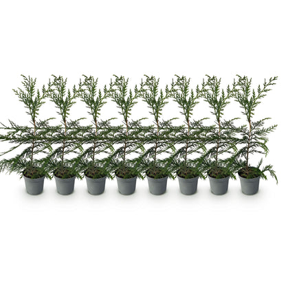 Buitenplant 8x Cupressocyparis leylandii - Groenblijvend - Pot Ø 9cm Hoogte ↕ 35-40cm