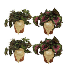 Kamerplant - 2x Begonia Rex Lion Dance + 2x Begonia Rex Macarena - Pot Ø 12cm Hoogte ↕ 25cm